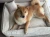 shiba ecru4.webp