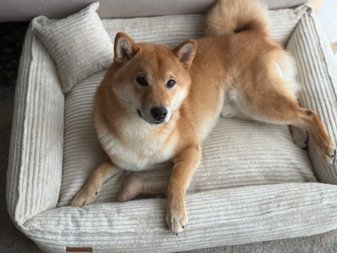 shiba ecru4.webp