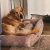 piesek3.webp