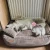 piesek4.webp