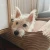 piesek5.webp