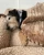 Kocyk brazowy1.webp