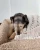 Kocyk bialy4.webp